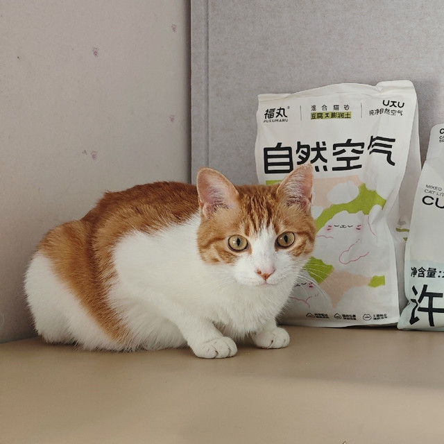 养猫人618囤货指南，四款混合猫砂大比拼，猜猜谁更扛用？