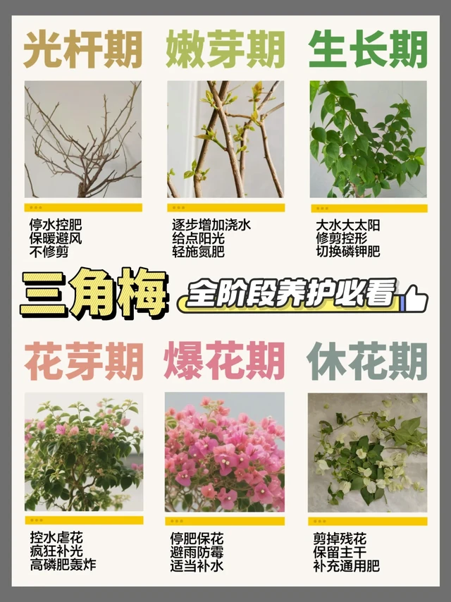 三角梅全阶段养护指南！三角梅养护必看！