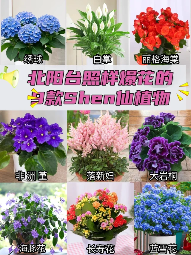 阴天党狂喜！北阳台照样爆花的9款Shen仙植