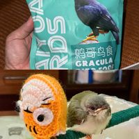 捡的小鸟长大了，糊糊已经满足不了了给它换个粮