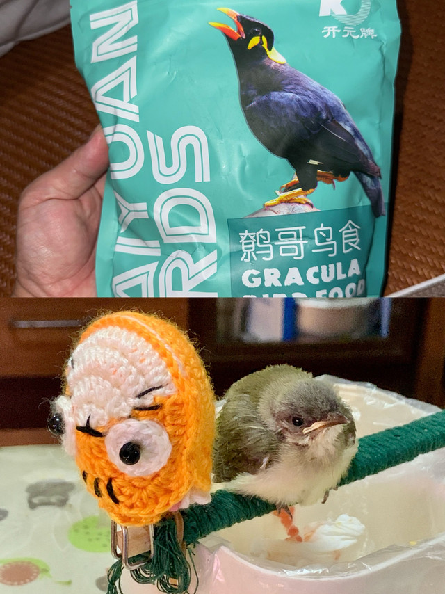 捡的小鸟长大了，糊糊已经满足不了了给它换个粮