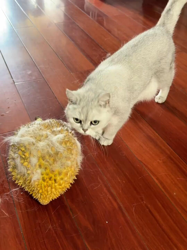 真正的猫(毛)山榴莲，包熟😉
