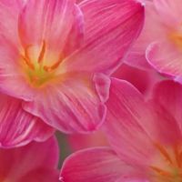 河北一56岁阿姨，因“太会养风雨兰”而走红，清新又爆盆，晒晒