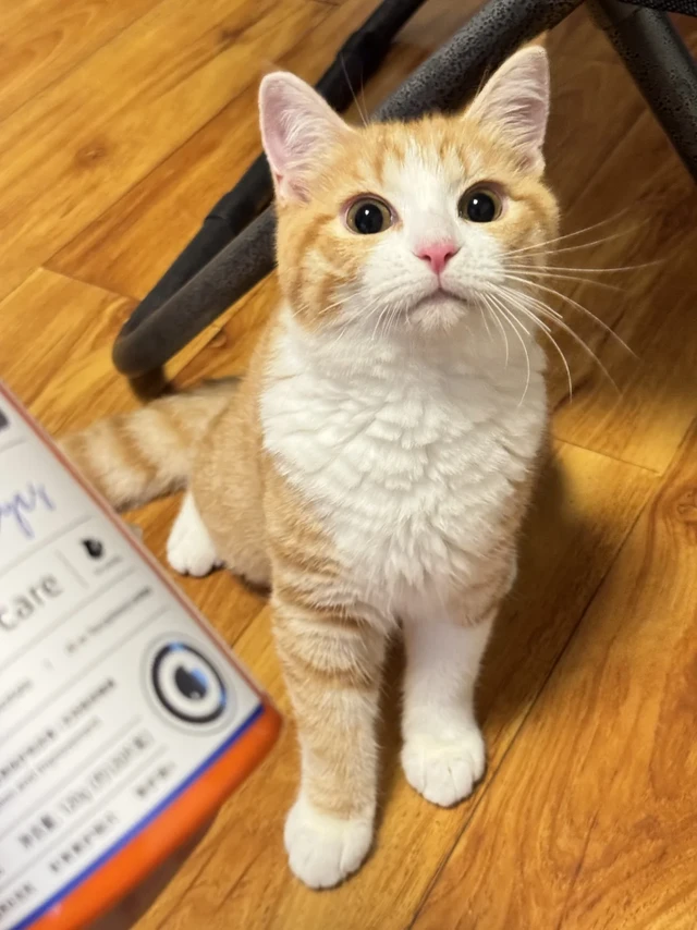 不是，面对这样的星星眼，怎么忍得住不亲啊！