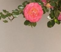 车内氛围神器，你试过吗