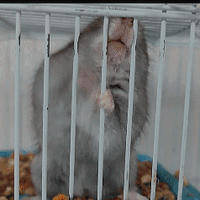 618的时候，是不是应该给仓鼠提高一下生活待遇，要不快憋屈坏了