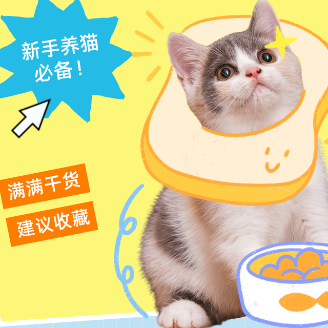 猫咪零食全攻略：从口味偏好到科学选择指南