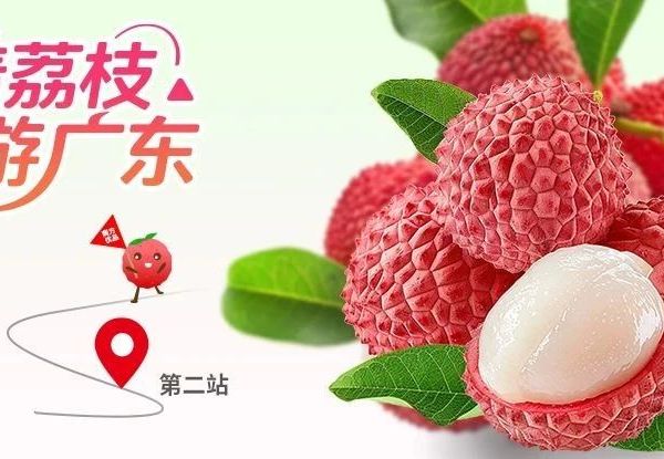 跟着荔枝游广东 | 第二站！桂味荔枝珍品之选，甜脆入心，不容错过！