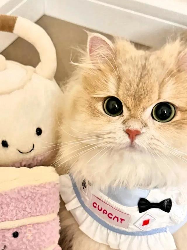 养猫人血泪总结！这4个土方法我家猫亲测有效，省钱又见效快！