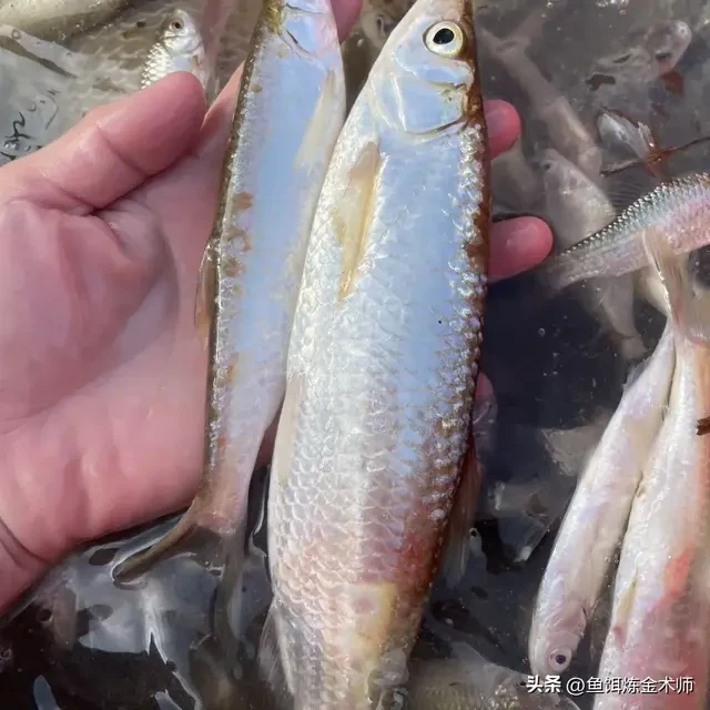 《高温钓蓝刀鱼必看3套商品饵配方5个实战技巧，让你狂拉到手软》