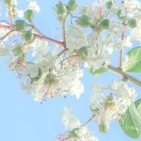 理肤泉黄标大哥大防晒，真的无香型？