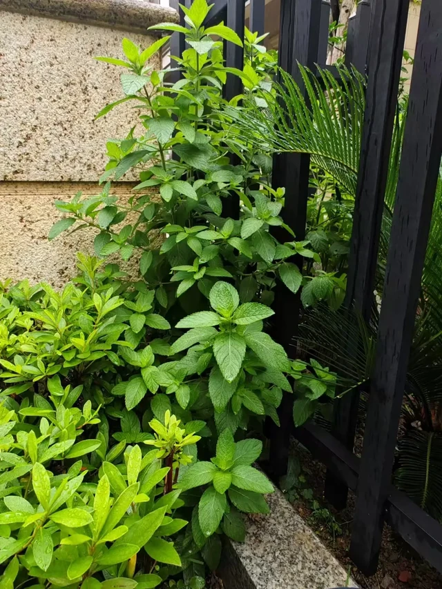 又到了蚊虫肆虐叮咬的季节，现摘的薄荷用小美自制驱蚊薄荷膏。小美可真不只是一个简单的做饭烧菜的锅，它总能不断给我们惊喜哦😘在潮汕到处可以看到鲜榨油柑汁，咱们也可以在家做呀！明媚初夏，小美让你“油柑”劲😙