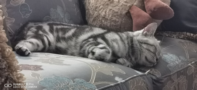 猫咪