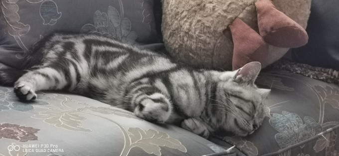 猫咪