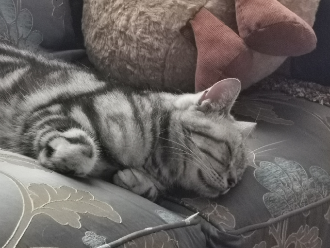 猫咪