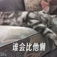 如何养美短猫咪：都有哪些习性