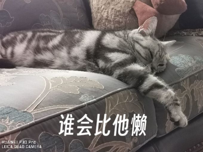 猫咪