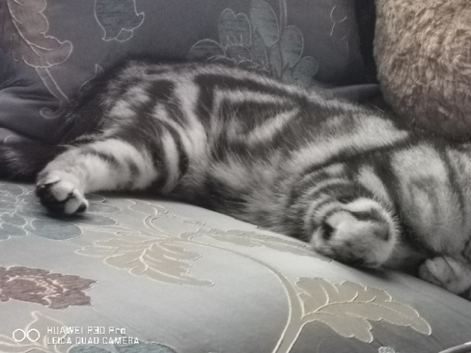 猫咪