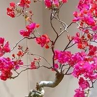 重庆一女子，晒出公公捡的三角梅，六亲不认的模样，那叫一个壮观