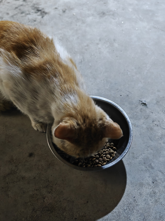 网易严选猫咪干粮