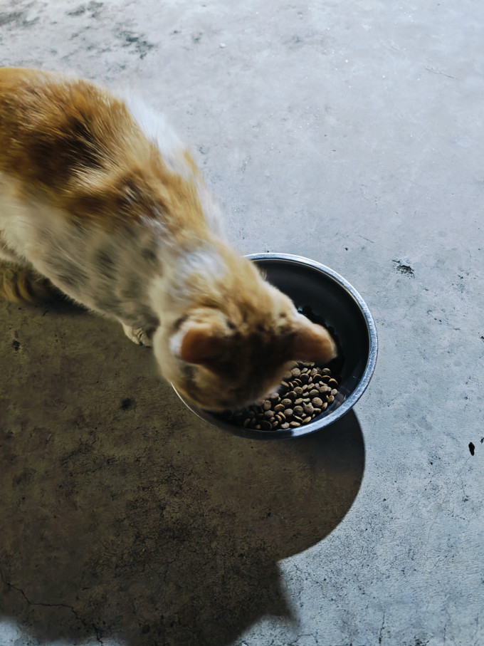 网易严选猫咪干粮