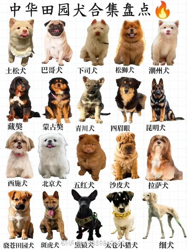 🔥2025新手养狗必看！月均300💰搞定中
