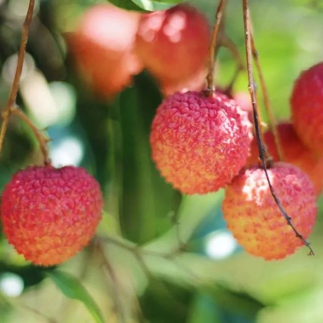 产地食材 ▎岭南佳果，甘甜脆爽，桂香馥郁，夏天的快乐是桂味荔枝给的~