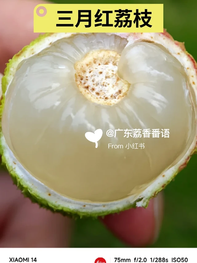 🌱三月红荔枝の高光时刻