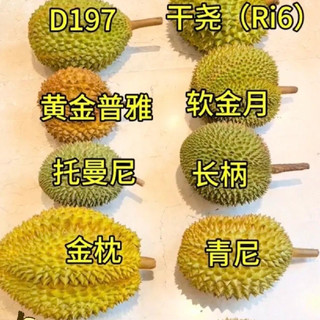 不同产地榴莲的口感风味……