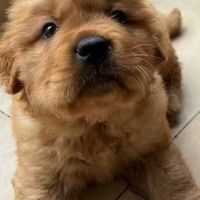 狗狗神经炎四肢无力抽搐癫痫