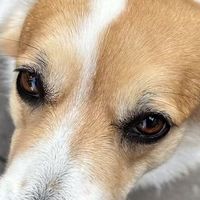 金毛幼犬神经炎问题