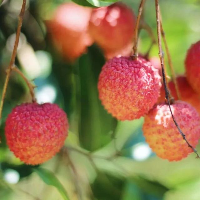 這次是“廣東的桂味”。