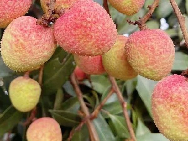 【荔甜万家③】蝉鸣荔熟时，高州三月红荔枝甜蜜来袭