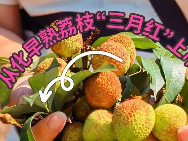 早熟荔枝来了！从化“三月红”抢鲜开摘→