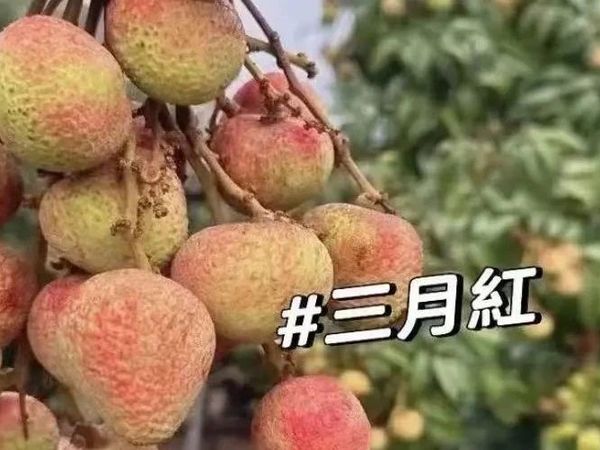 灵山“三月红”头茬开采！甜酸爆汁，抢先咬破初夏！