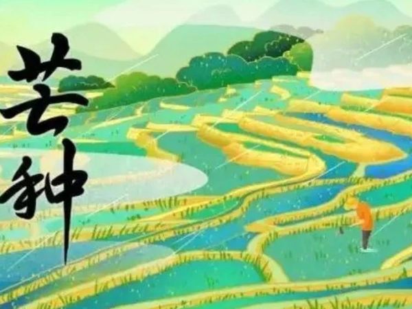【芒种】：“芒”着生长，“种”下希望：五常市中合丰景有机稻花香种植基地的秧苗在春雨的滋养下茁壮成长！