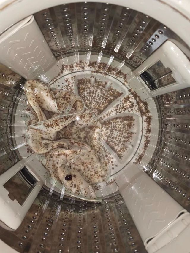 洗衣机长期不洗真的超级脏，如何有效地清洗洗衣机？