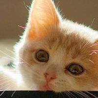 网上买猫粮靠谱吗？2025猫粮排行榜前十名TOP5推荐指南
