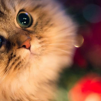 猫粮多少钱？2025年国产猫粮排名前十品牌，pick你的性价比之王