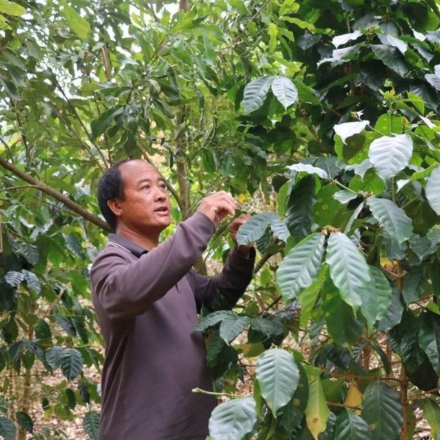 乡村振兴 | 麻栗坪村袁文华：咖农有梦 一朝成名
