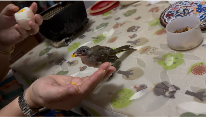 1号会员店蛋类
