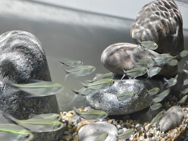 穷鬼开缸实录：200条黑尾大勾让我负债150