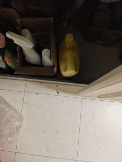 西柚洗洁精，去油不伤手？
