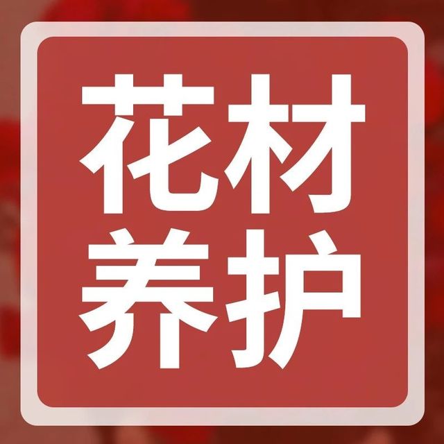 别让向日葵低头认输！这样养花期翻倍！