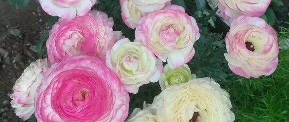 5种花天热就死，新手花友现在别轻易下手，难度夏！