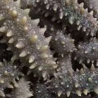 啥？海参不只有刺参？原谅我见识短……