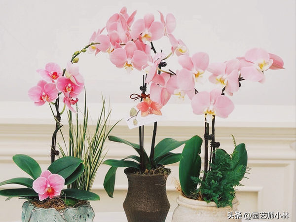 蝴蝶兰品种怎么选？这 3 款花香最浓、新手闭着眼买（附养殖秘籍）