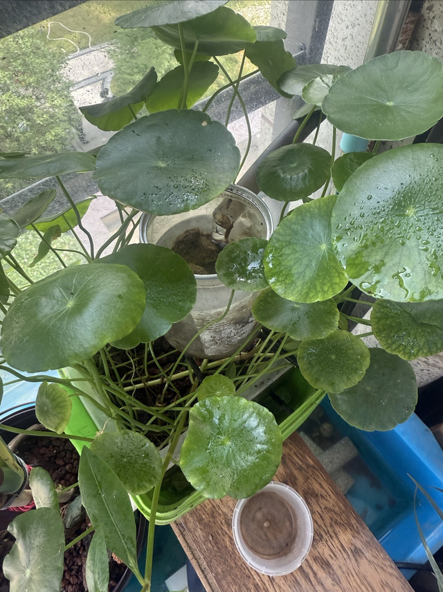 低成本鱼缸过滤系统效果如何？