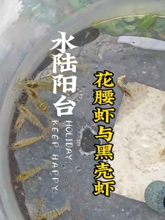 花腰虾与黑壳虾如何区分？#水陆阳台 #花腰虾除藻 #黑壳虾 
为了清除水陆阳台的刚毛藻，我特意购置了几十只花腰虾。当它们到家时，小虾们已显露出缺氧的迹象，我赶忙为它们增氧加水。在这个过程中，我将刚买的
