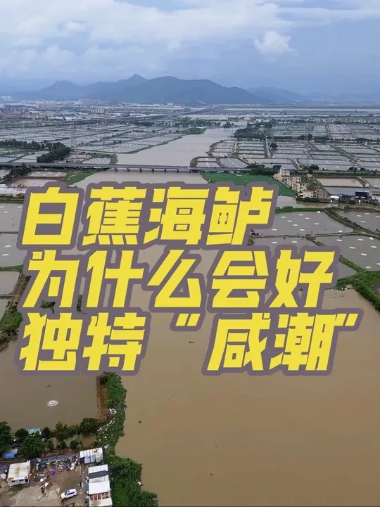 为什么白蕉海鲈鱼好？大家都怕的咸潮，以前的恶劣条件变成天然优势！咸潮带来咸度，而常年气温平均25左右是海鲈的适宜温度，一切的优势下，当地人抓住了机会，和各方面的推进，造就了“白蕉海鲈”这个特产！#原创